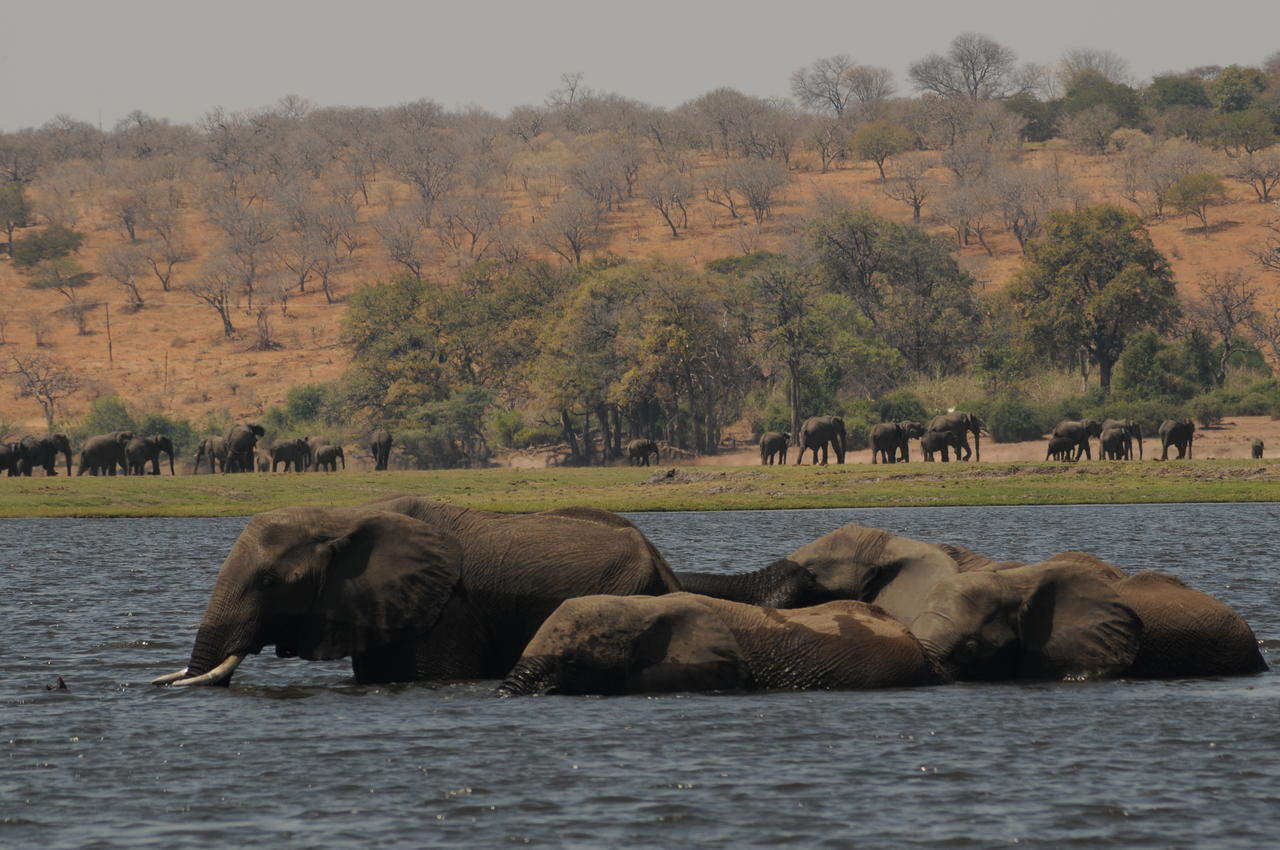 Ngoma Safari Lodge Kavimba 외부 사진