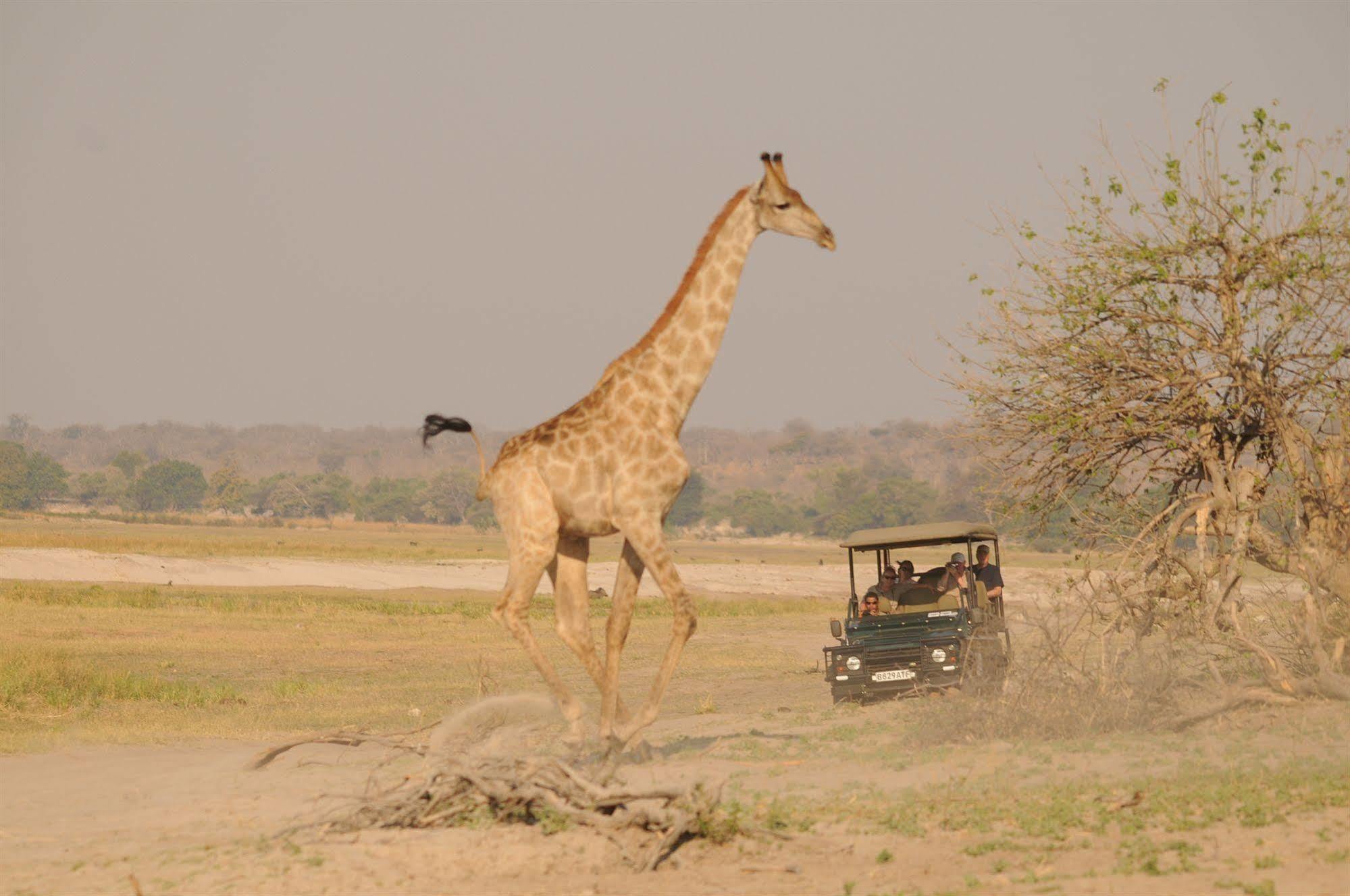 Ngoma Safari Lodge Kavimba 외부 사진
