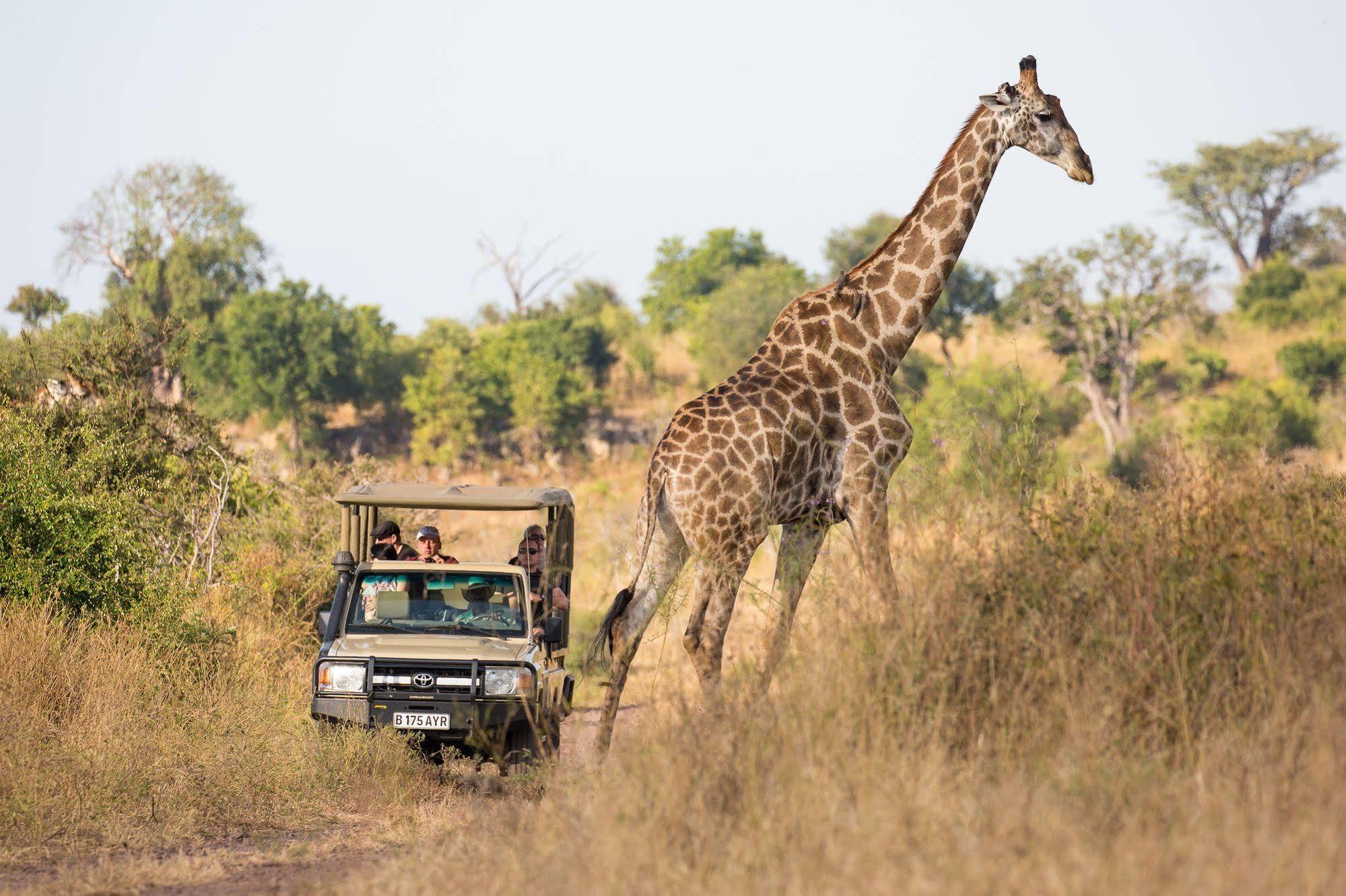 Ngoma Safari Lodge Kavimba 외부 사진