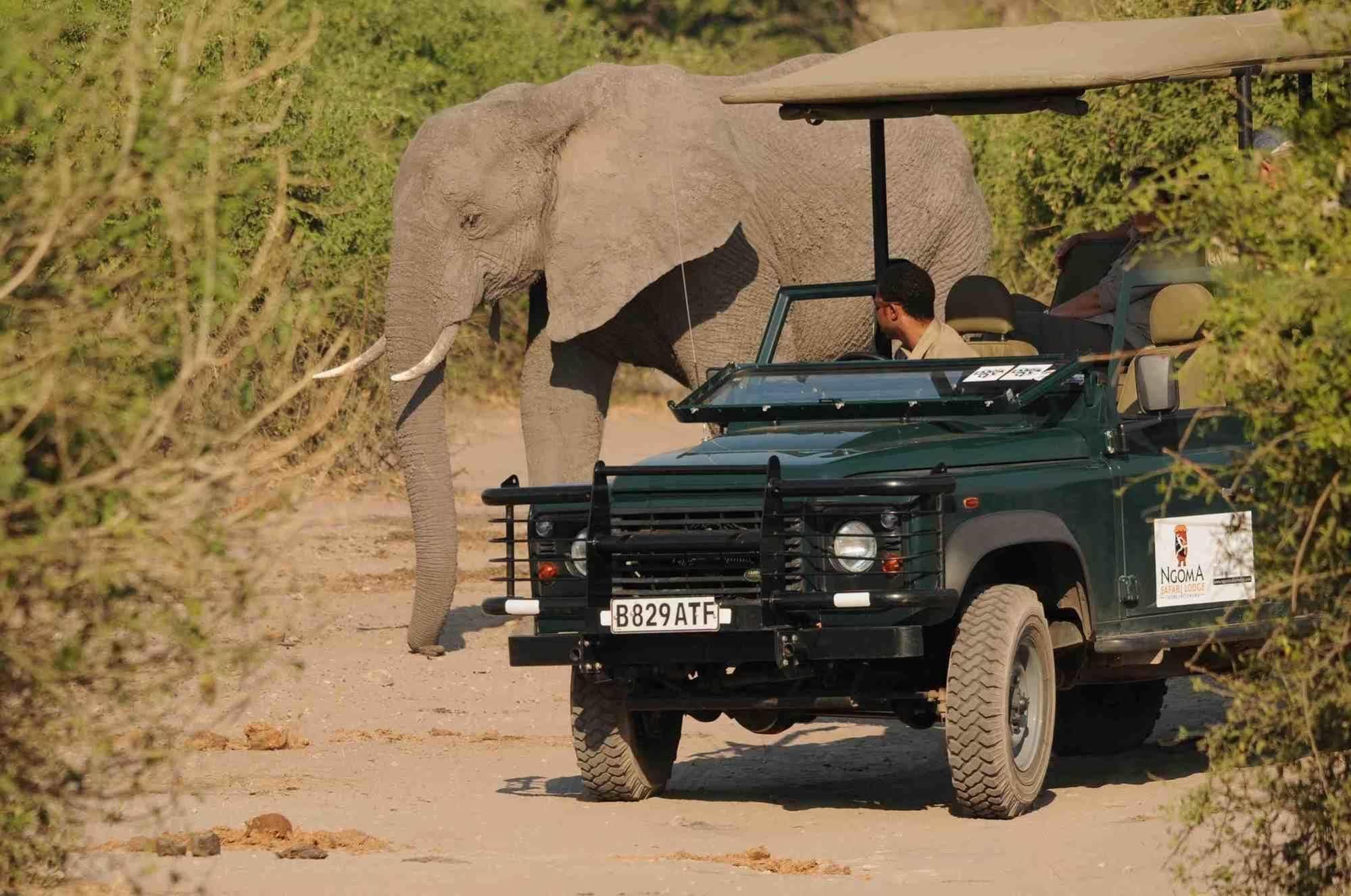 Ngoma Safari Lodge Kavimba 외부 사진